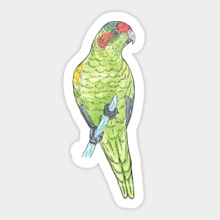 Musk Lorikeet Sticker